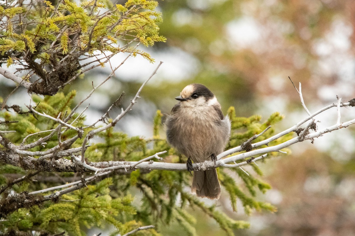 Canada Jay - ML622055030