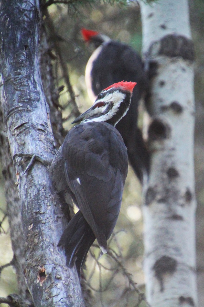 Pileated Woodpecker - ML622055031