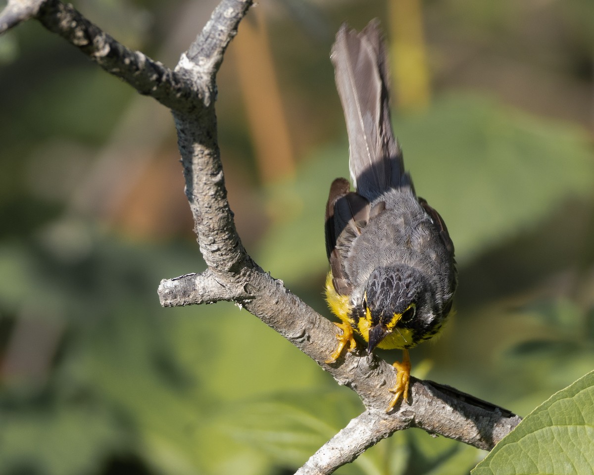 Canada Warbler - ML622055032