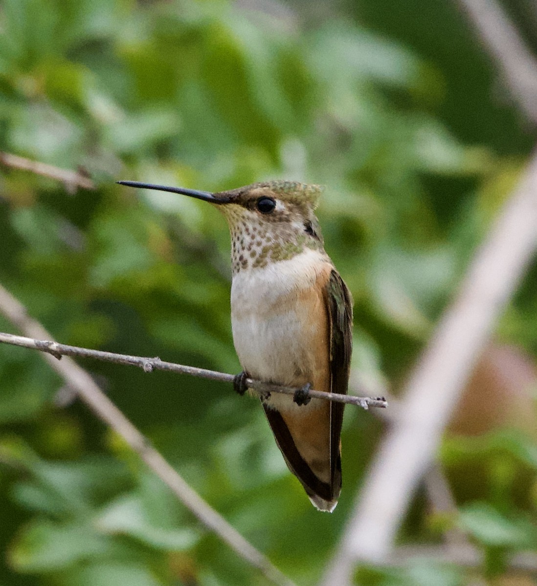 Rufous Hummingbird - ML622055033