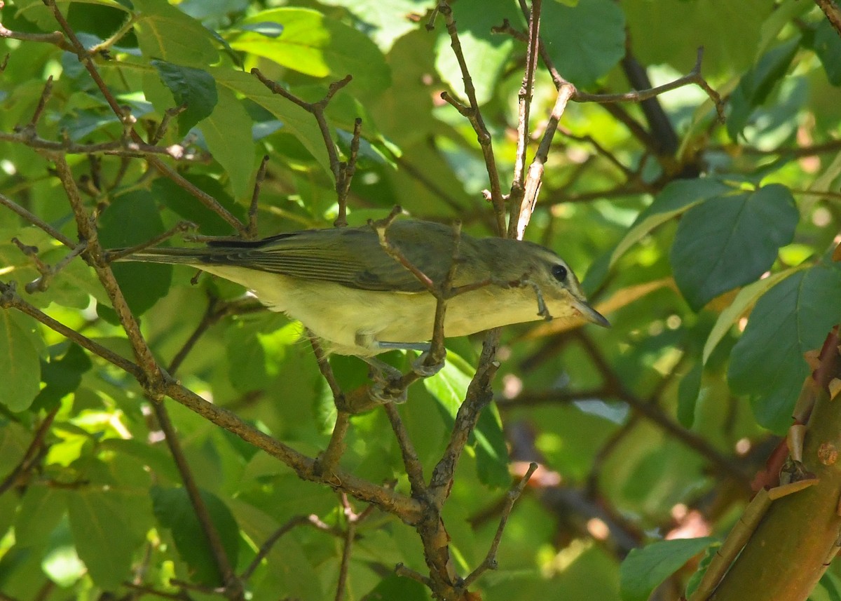 Warbling Vireo - ML622055034