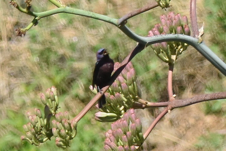 Varied Bunting - ML622055036