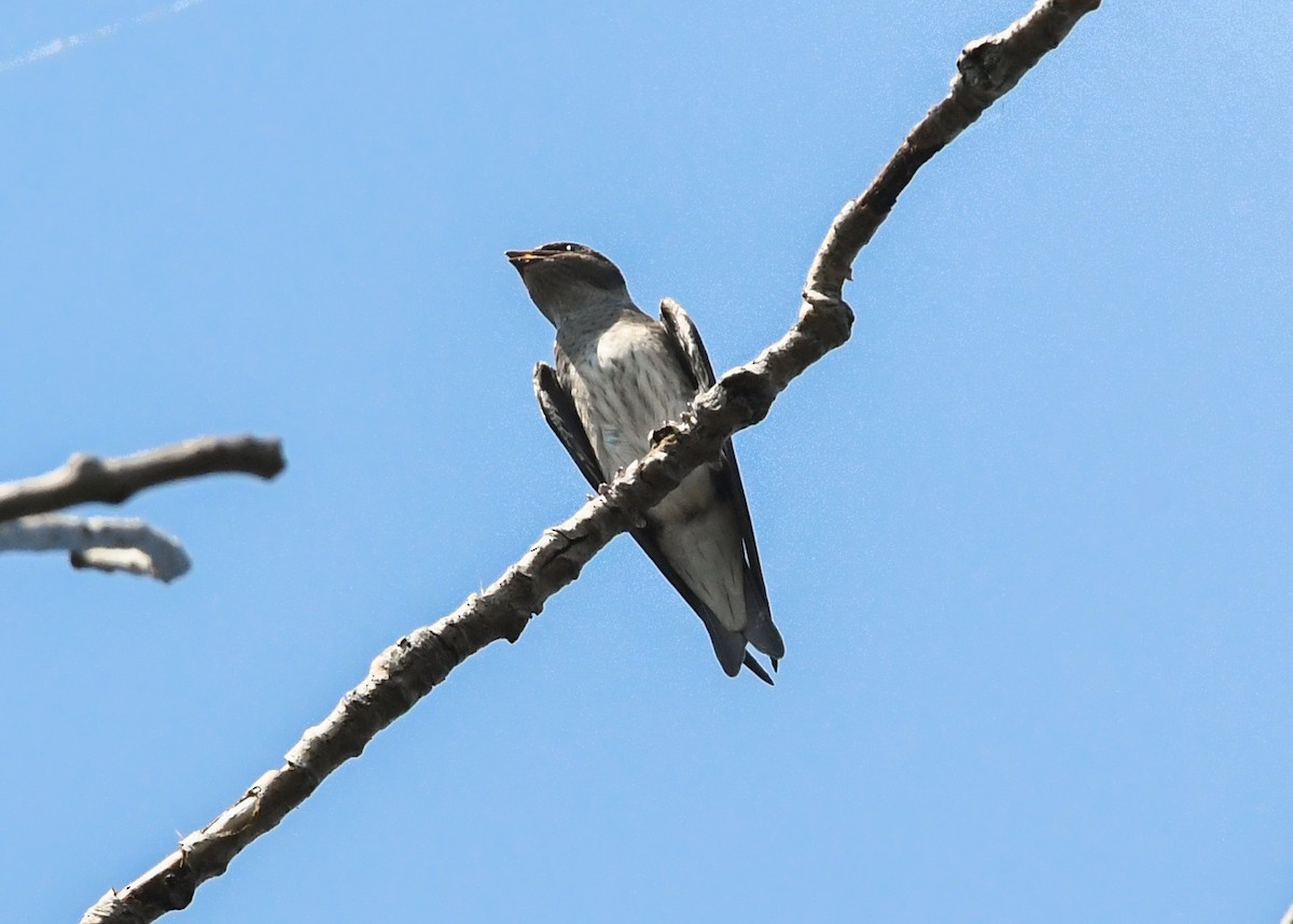 Purple Martin - ML622055038