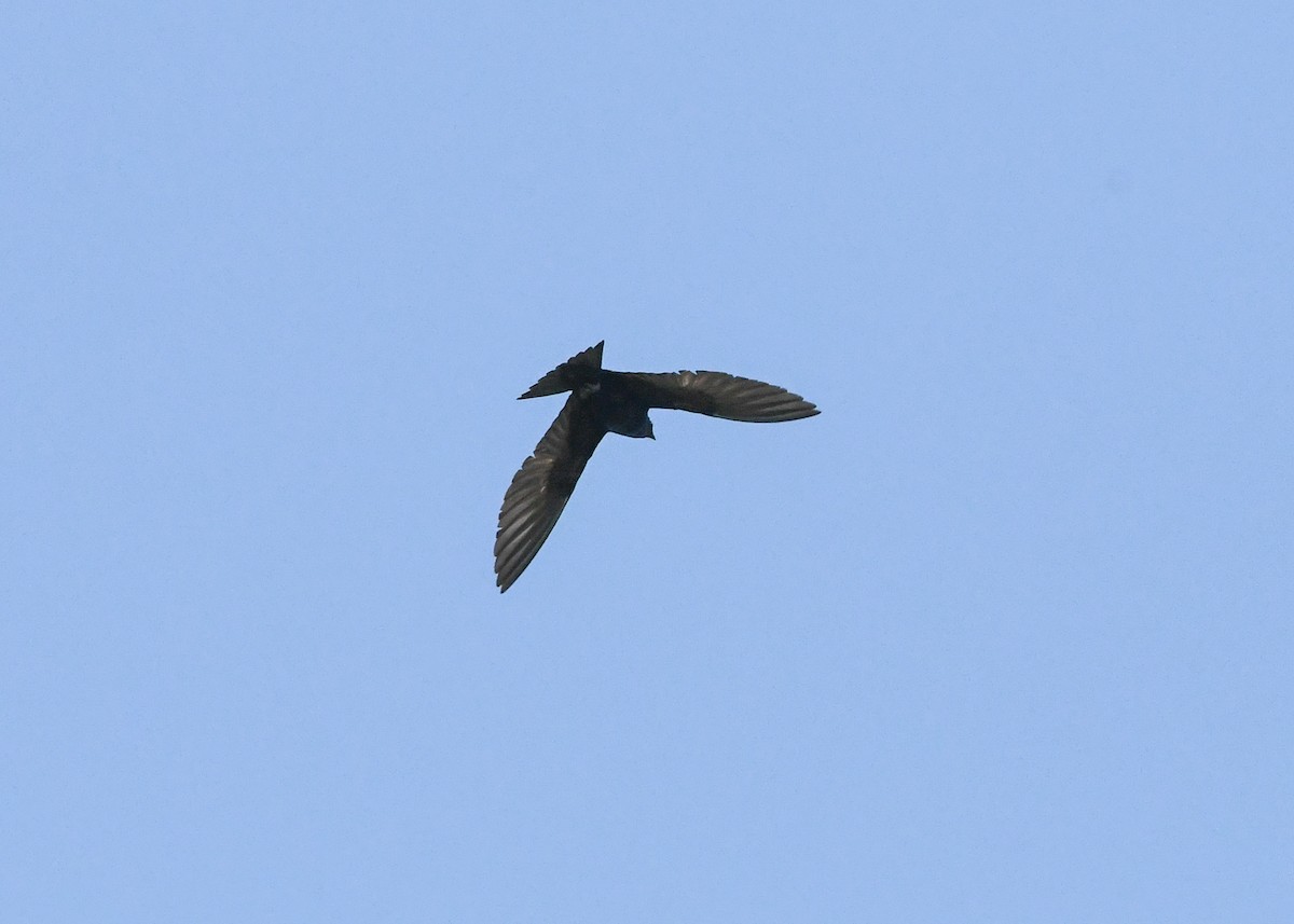 Purple Martin - ML622055039