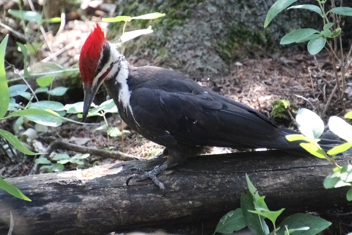 Pileated Woodpecker - Elaine Cassidy