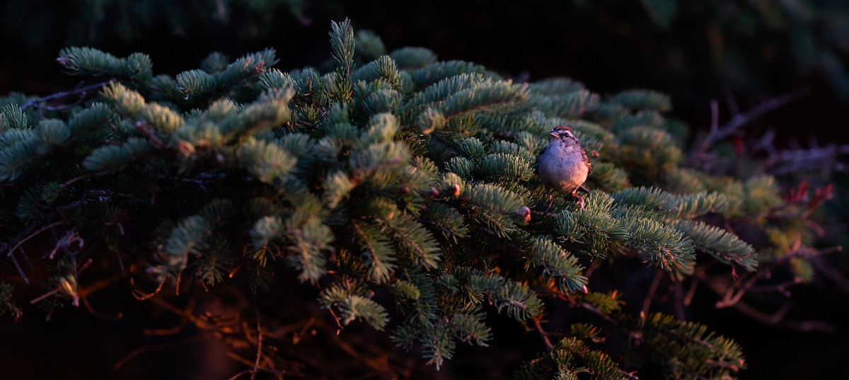 Chipping Sparrow - ML622055044