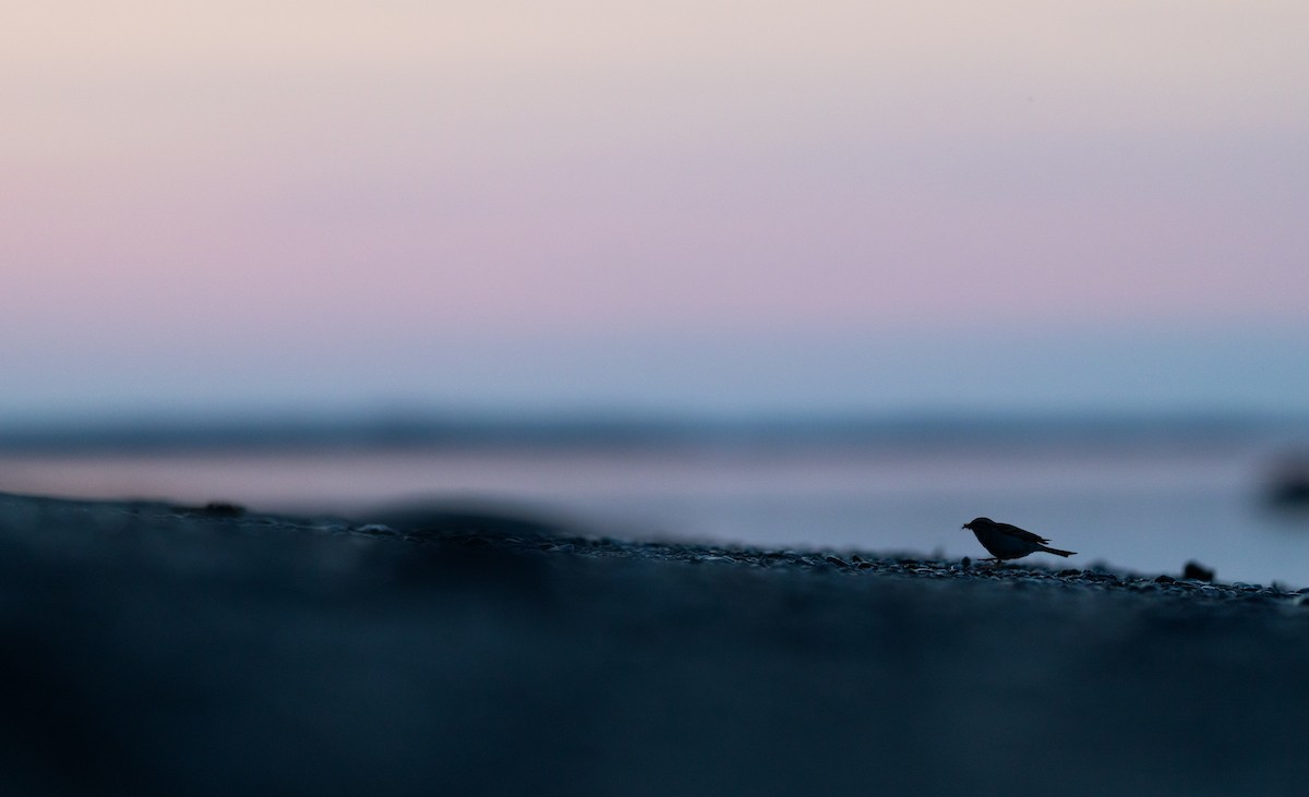 Chipping Sparrow - Karim Bouzidi