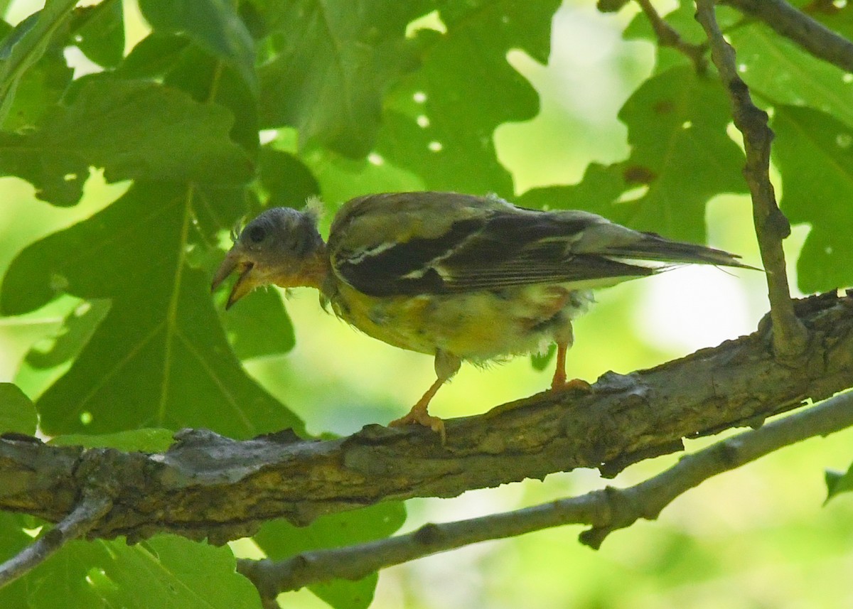 American Goldfinch - ML622055046