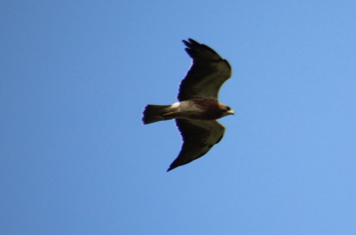 Swainson's Hawk - ML622055047