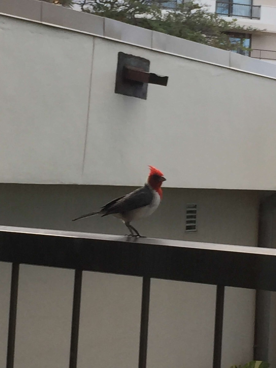 Red-crested Cardinal - Ethan Kang