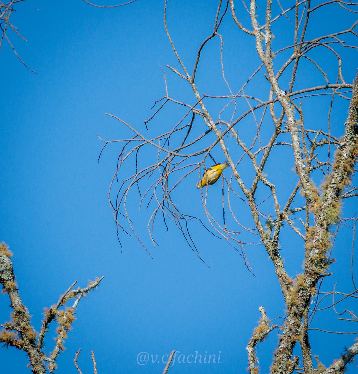 Purple-throated Euphonia - ML622055050