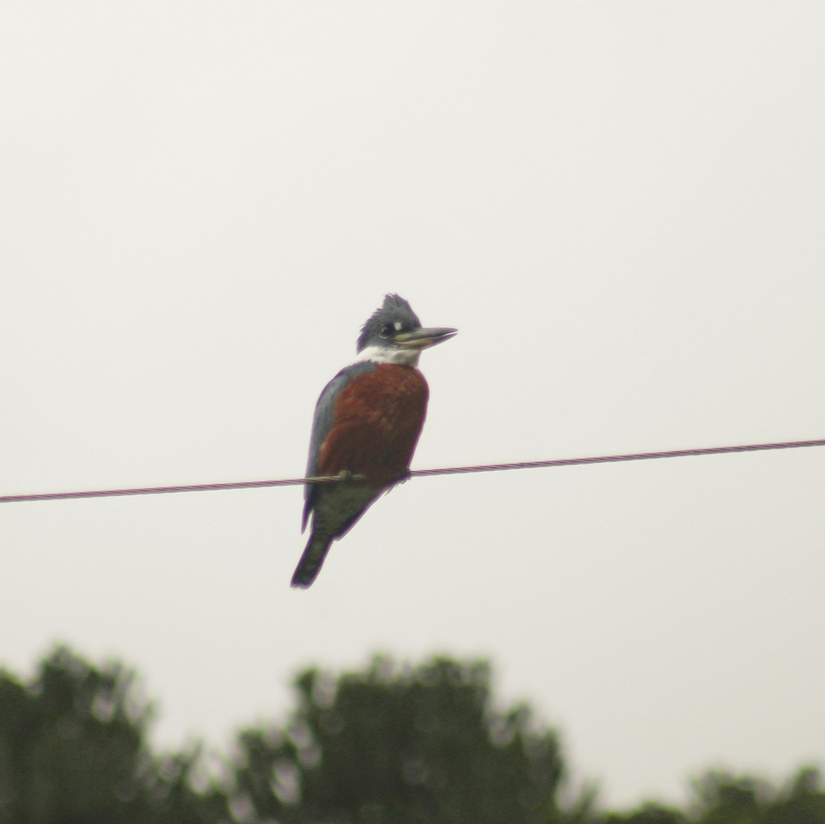 Ringed Kingfisher (Northern) - ML622055051