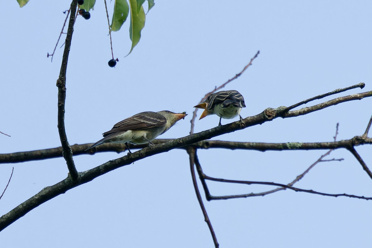 Eastern Wood-Pewee - ML622055082