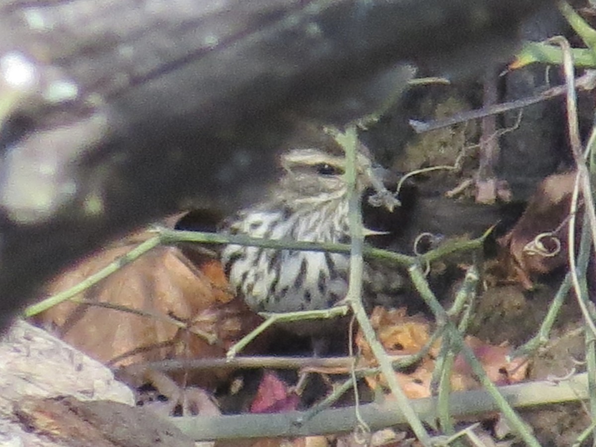 Northern Waterthrush - ML622055086