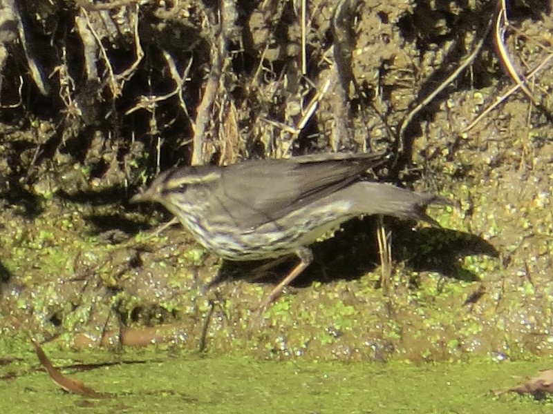 Northern Waterthrush - ML622055087