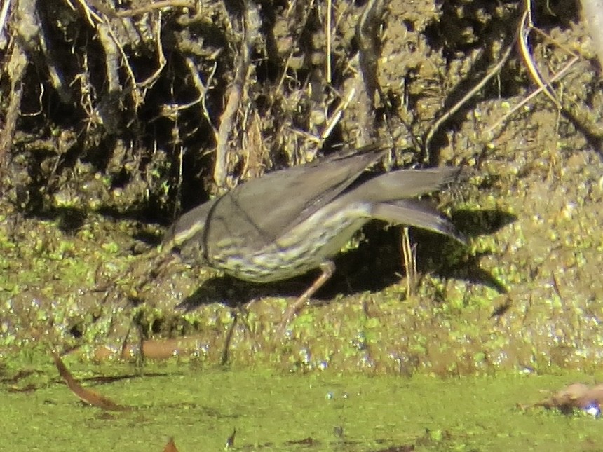 Northern Waterthrush - ML622055088