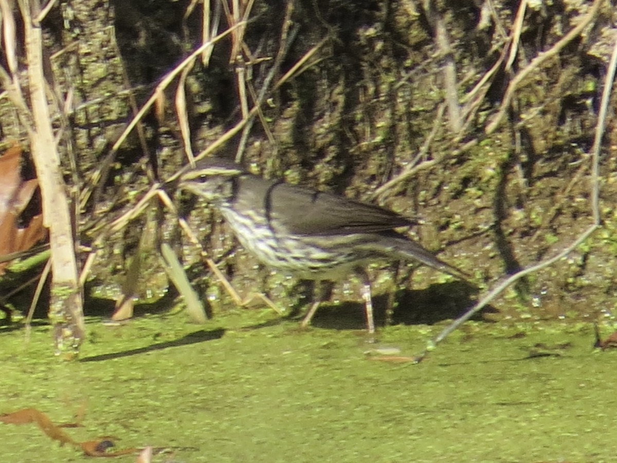 Northern Waterthrush - ML622055089