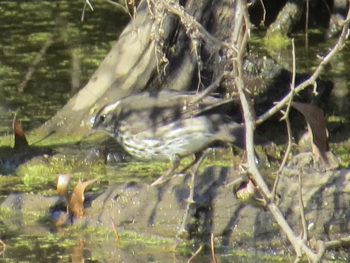 Northern Waterthrush - ML622055091