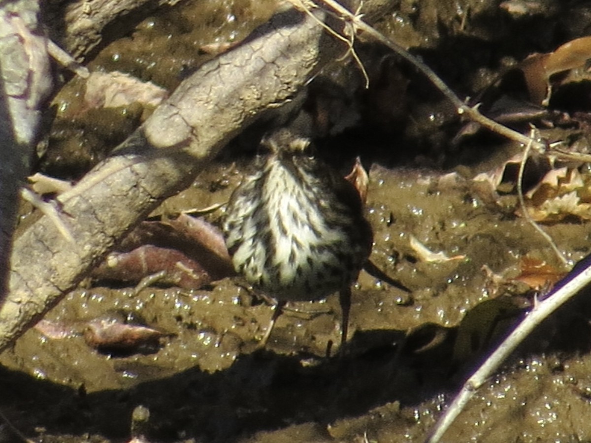 Northern Waterthrush - ML622055093