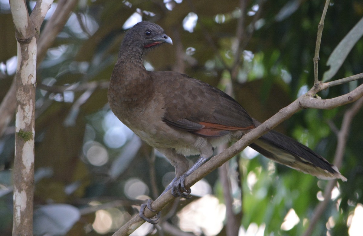 Gray-headed Chachalaca - ML622055098