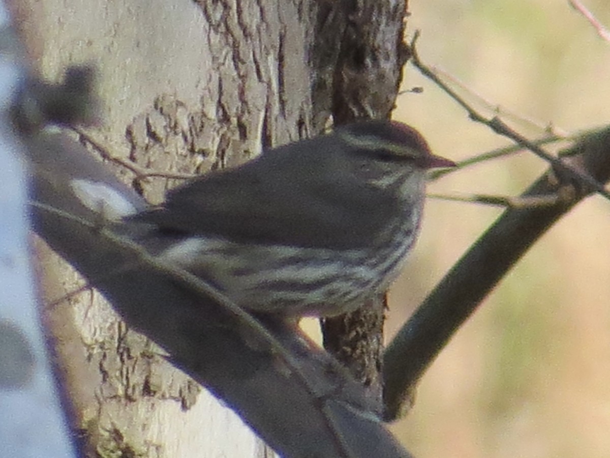 Northern Waterthrush - ML622055112