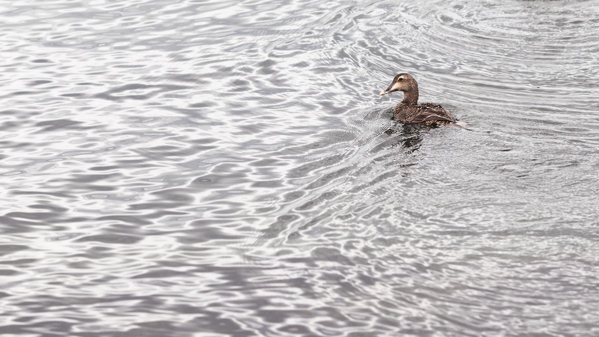 Common Eider - ML622055113