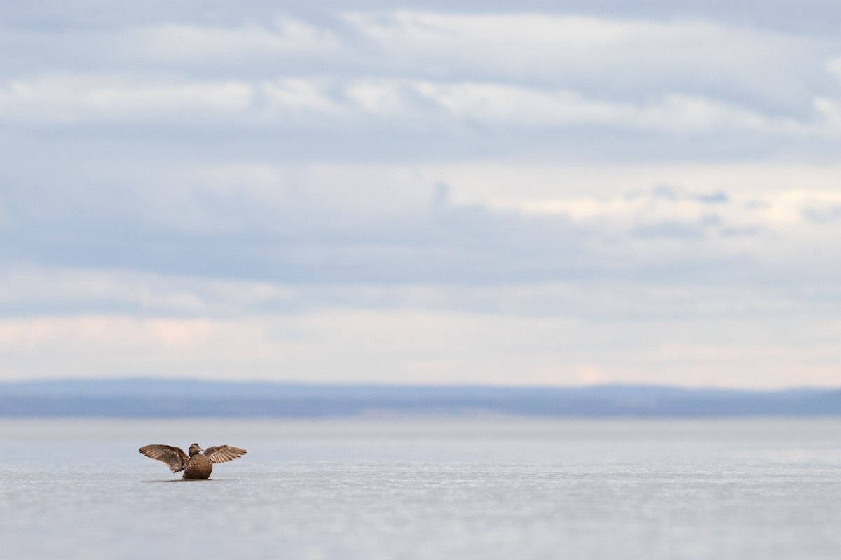 Common Eider - ML622055114