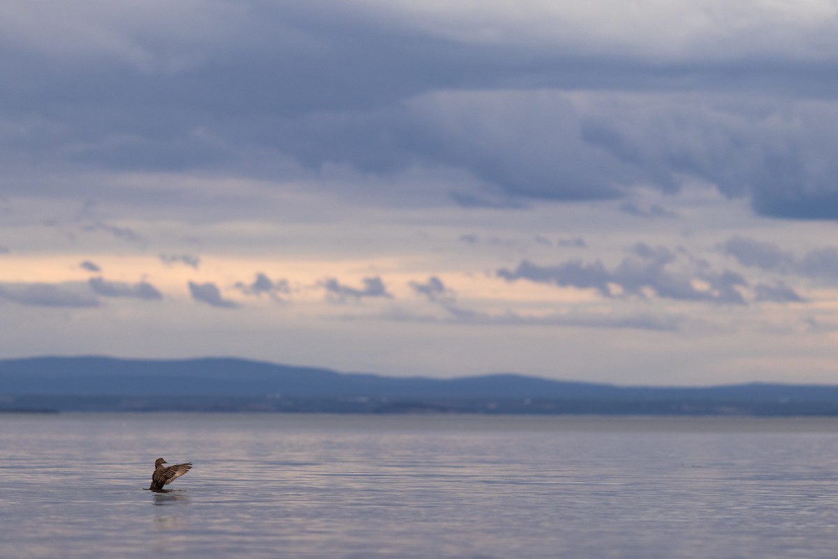 Common Eider - ML622055116