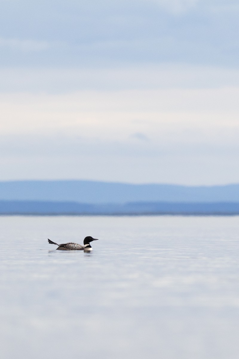 Common Loon - Karim Bouzidi