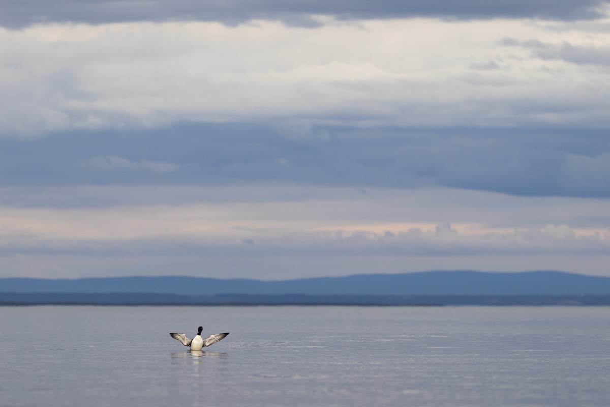 Common Loon - ML622055119