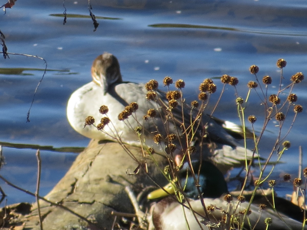 Common Merganser - ML622055120