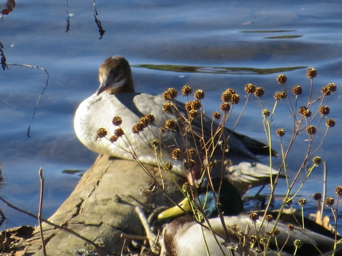 Common Merganser - ML622055121