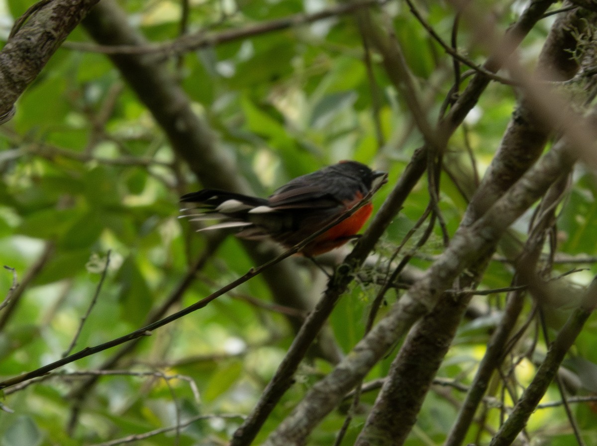 Slate-throated Redstart - ML622055122