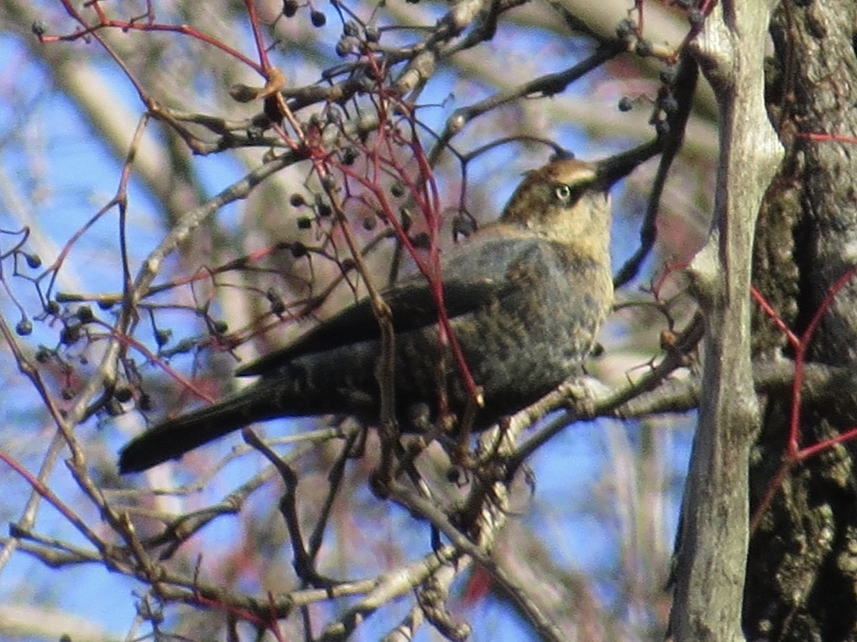 Rusty Blackbird - ML622055123