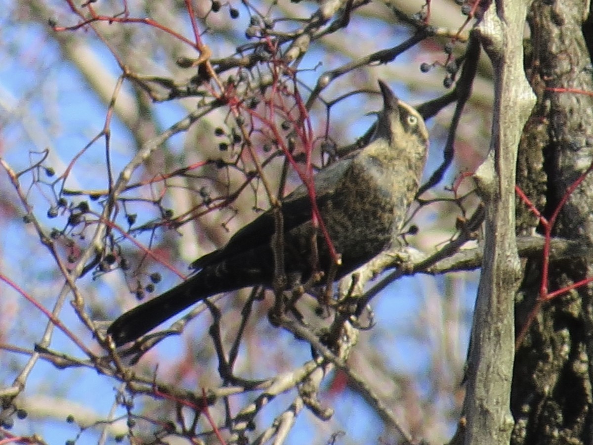 Rusty Blackbird - ML622055124