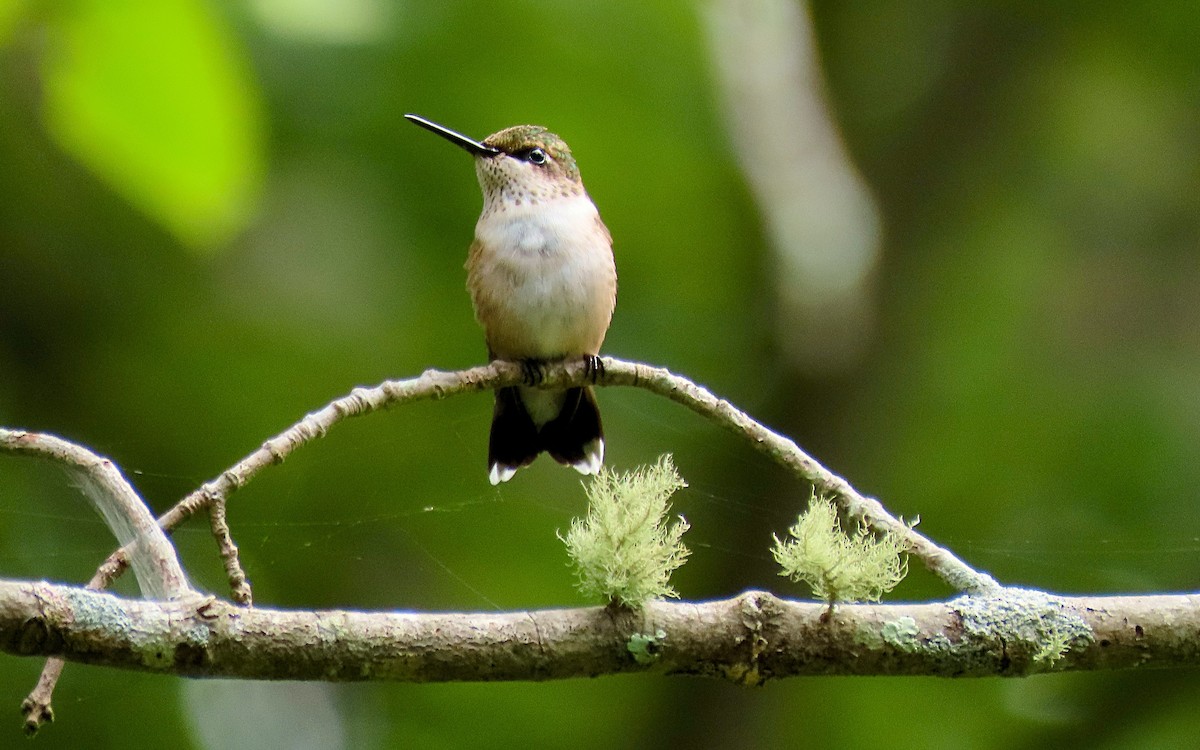 Ruby-throated Hummingbird - ML622055125