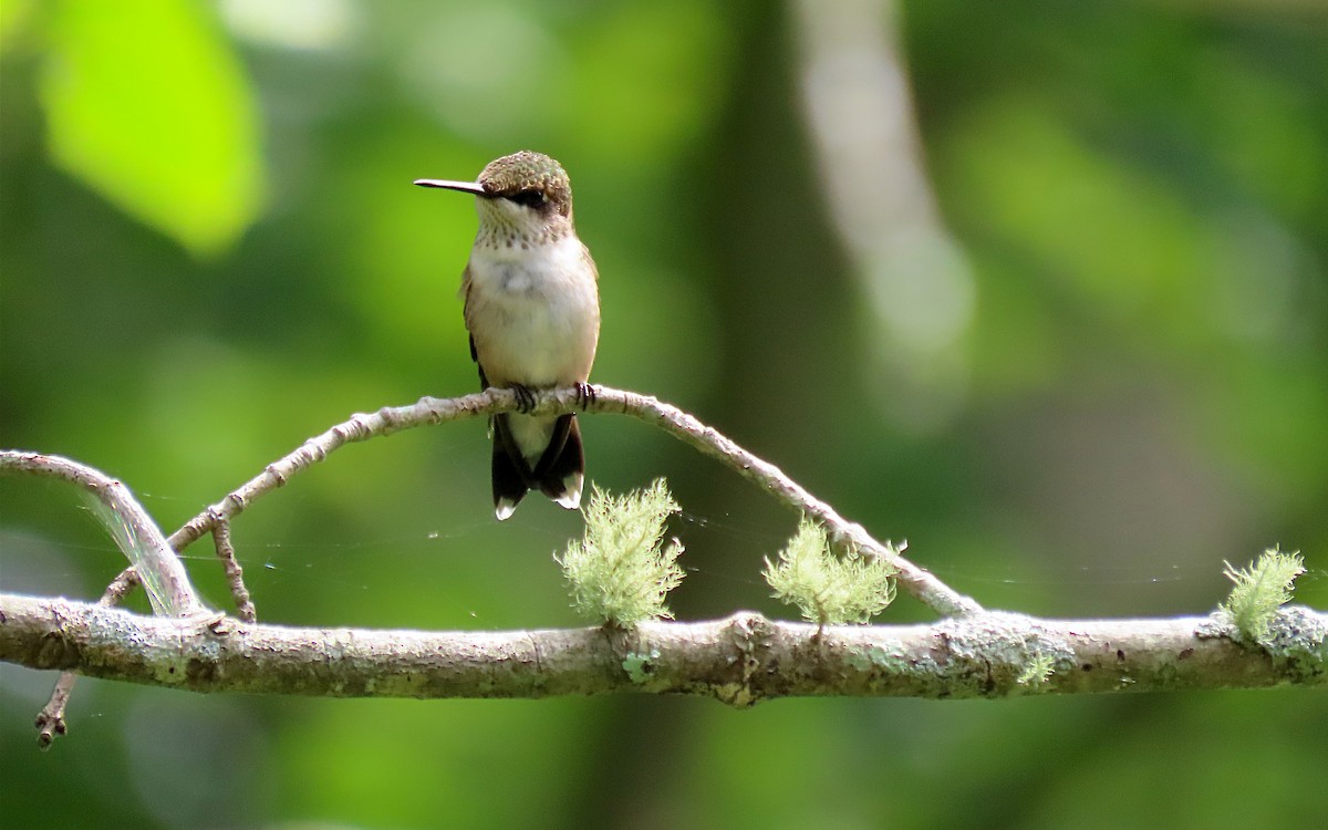 Ruby-throated Hummingbird - ML622055126