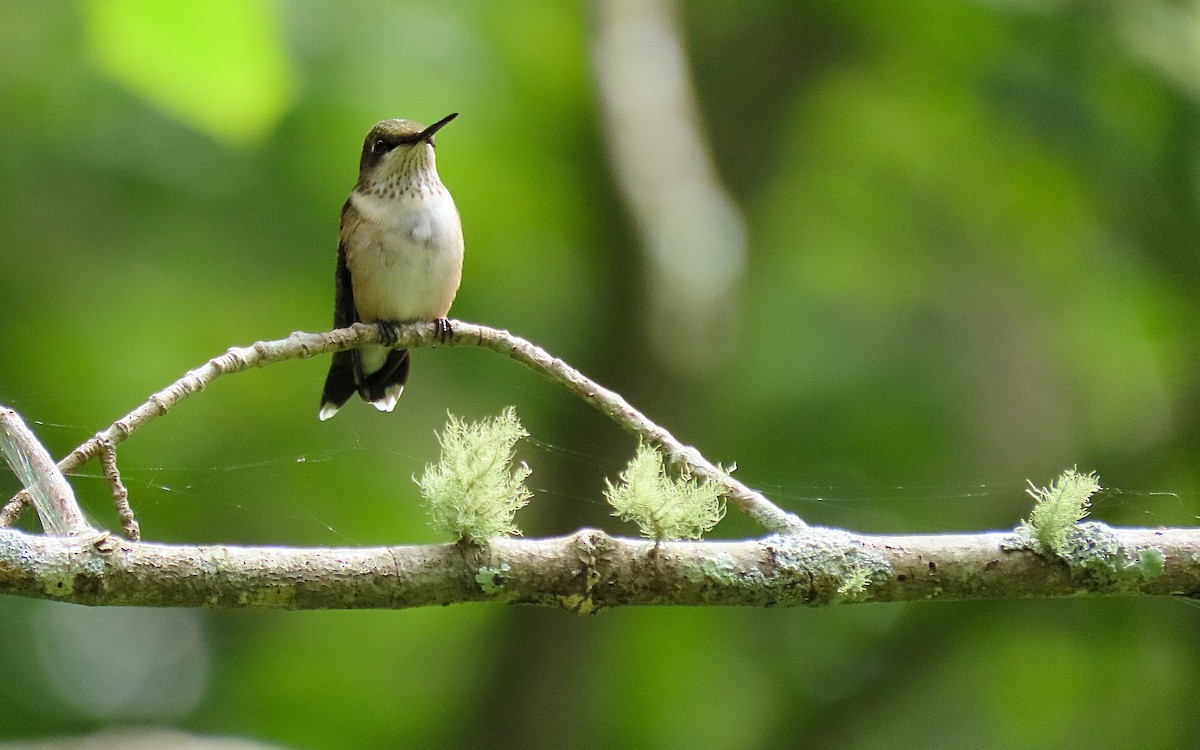 Ruby-throated Hummingbird - ML622055127