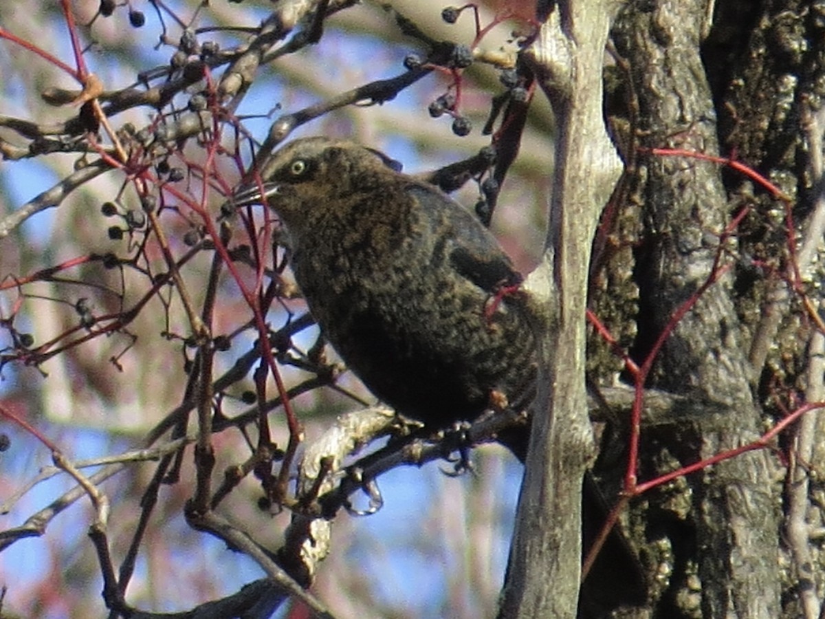 Rusty Blackbird - ML622055128