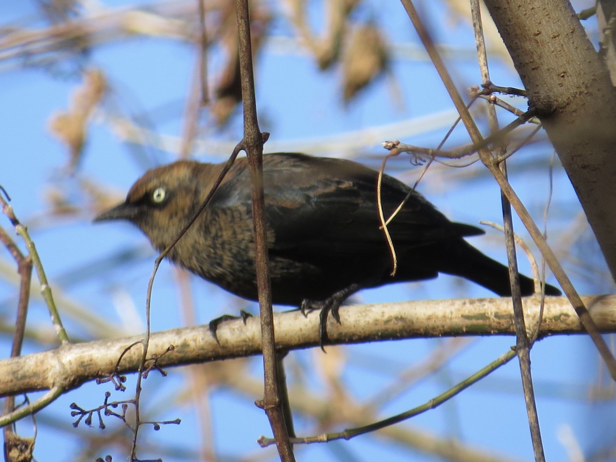 Rusty Blackbird - ML622055129