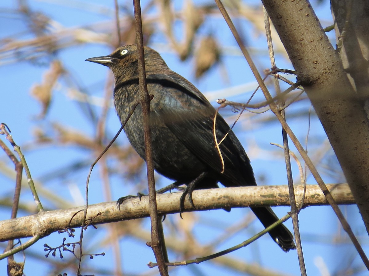 Rusty Blackbird - ML622055130