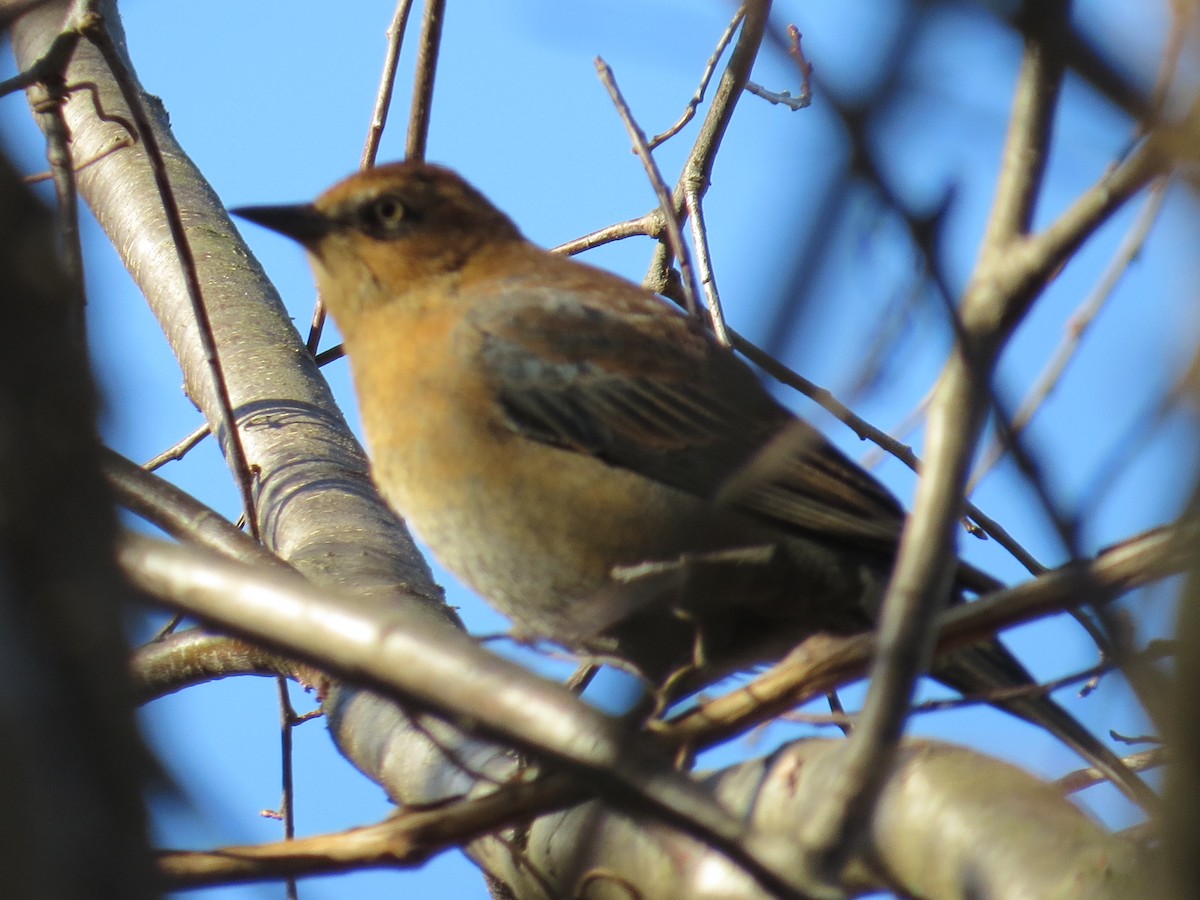 Rusty Blackbird - ML622055132