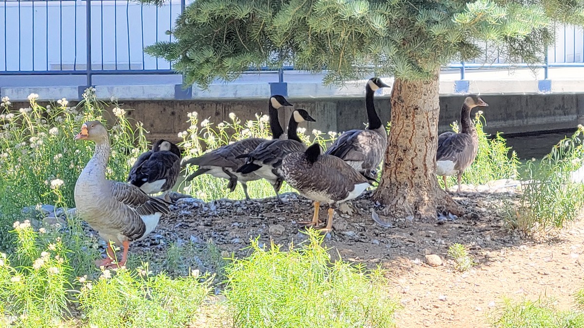 Domestic goose sp. (Domestic type) - ML622055133