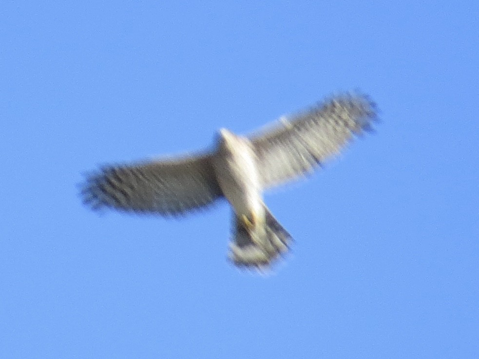 Cooper's Hawk - ML622055134