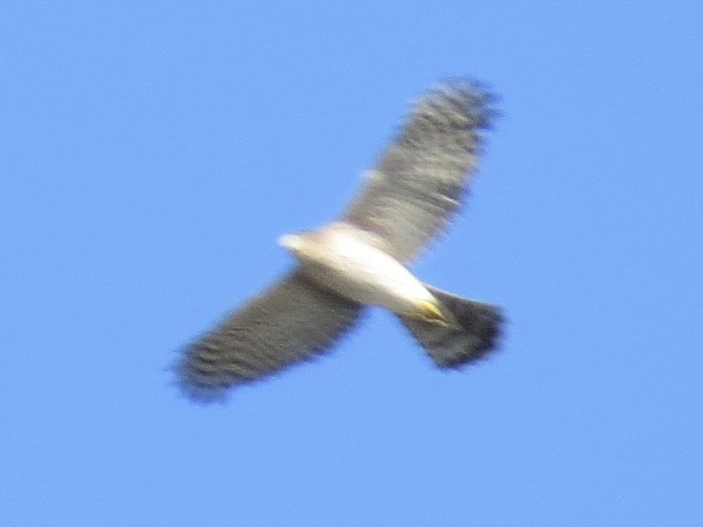 Cooper's Hawk - ML622055135