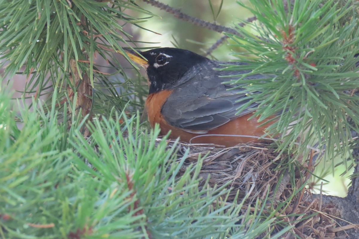 American Robin - ML622055136