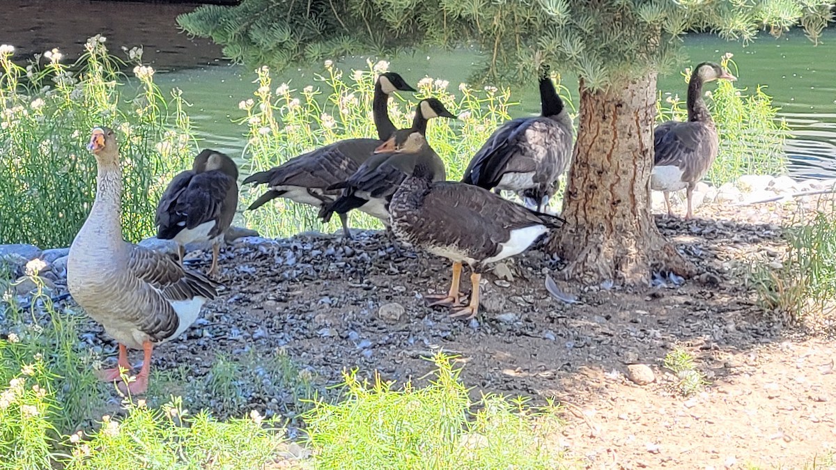 Domestic goose sp. x Canada Goose (hybrid) - ML622055137