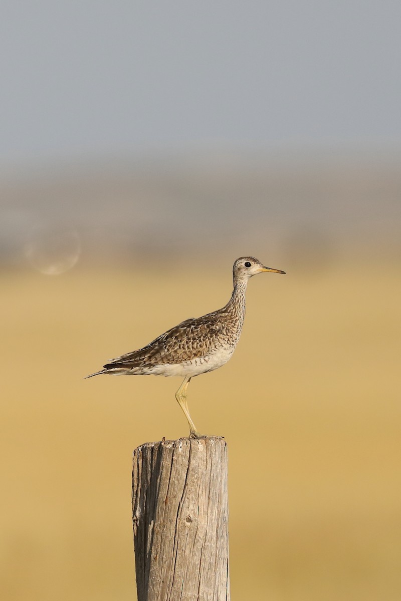 Upland Sandpiper - Emily Holcomb