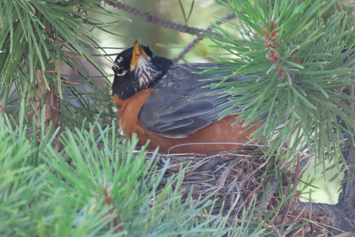 American Robin - ML622055139