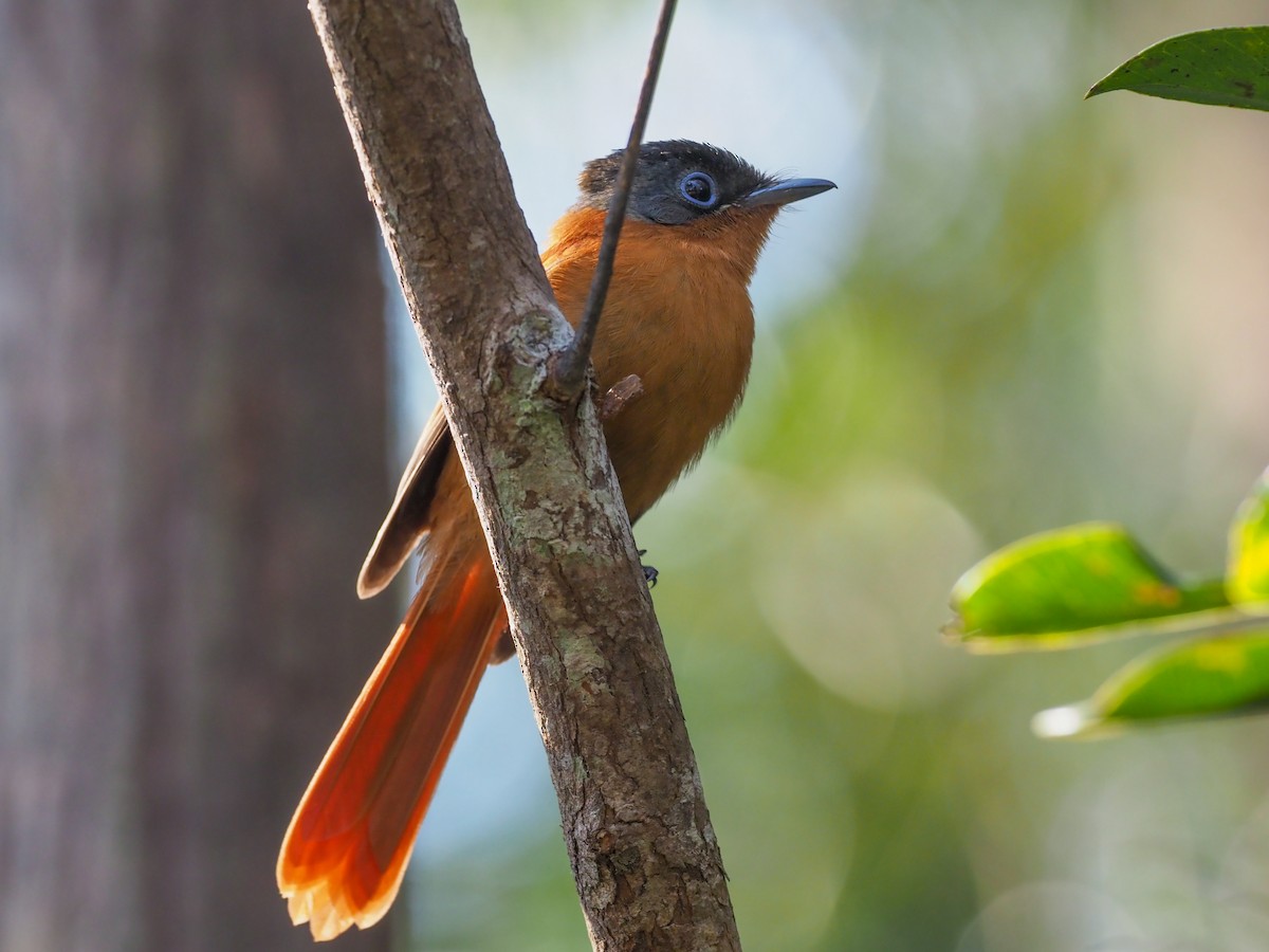 Malagasy Paradise-Flycatcher - ML622055141